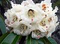 Grand Rhododendron